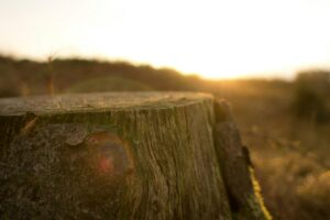 Stump Grinding