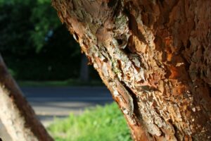 Tree Disease Treatment