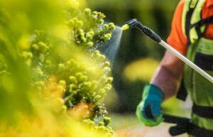 Tree Fertilization