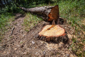 tree stump