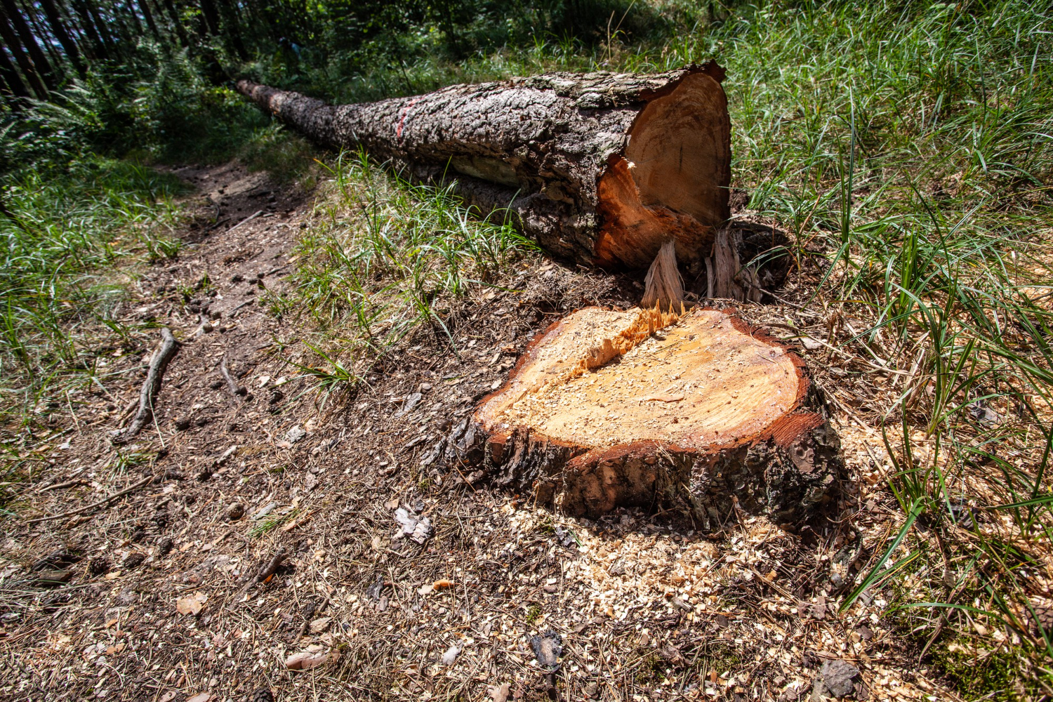 tree stump