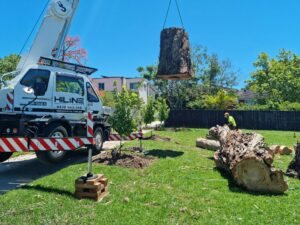 Large Stump Removal