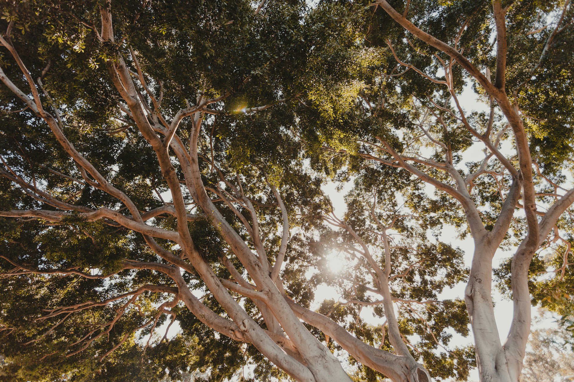 Ash Tree Health