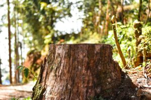 Stump Grinding