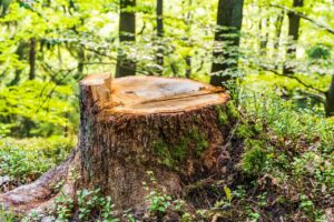 Stump Grinding