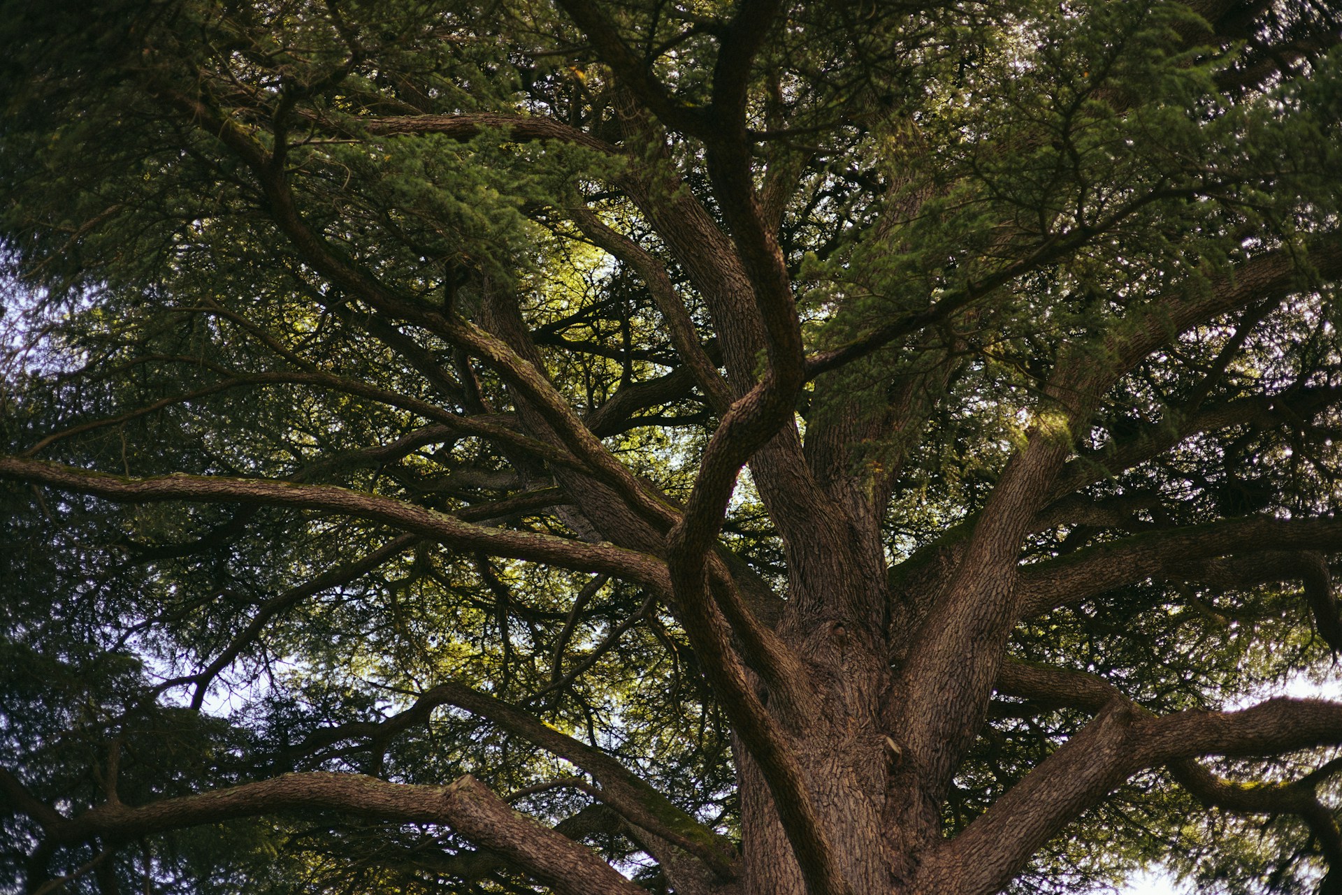 Ash Tree