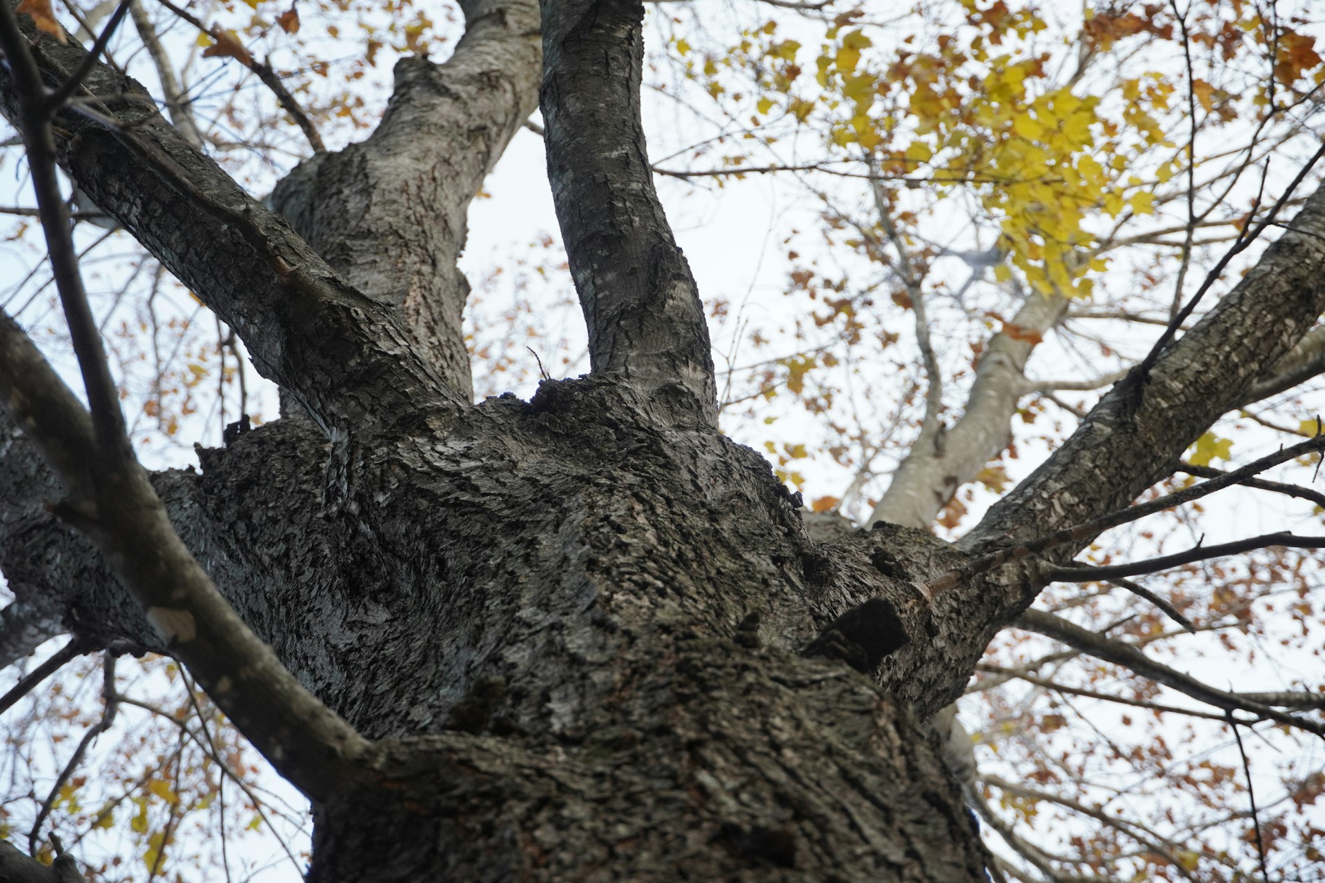 Ash Tree Triage