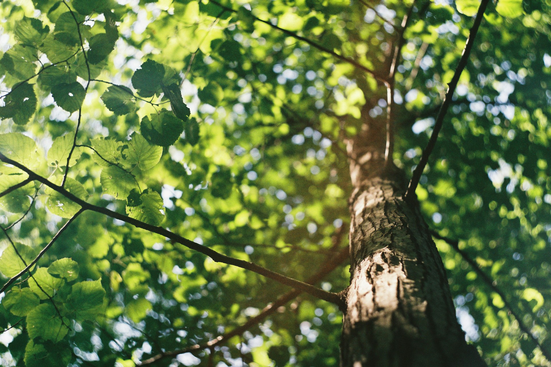 ash tree