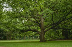 ash tree