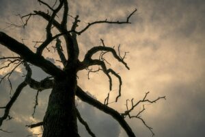 Dead Tree