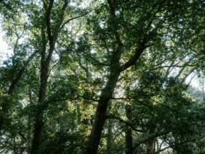 Ash Tree