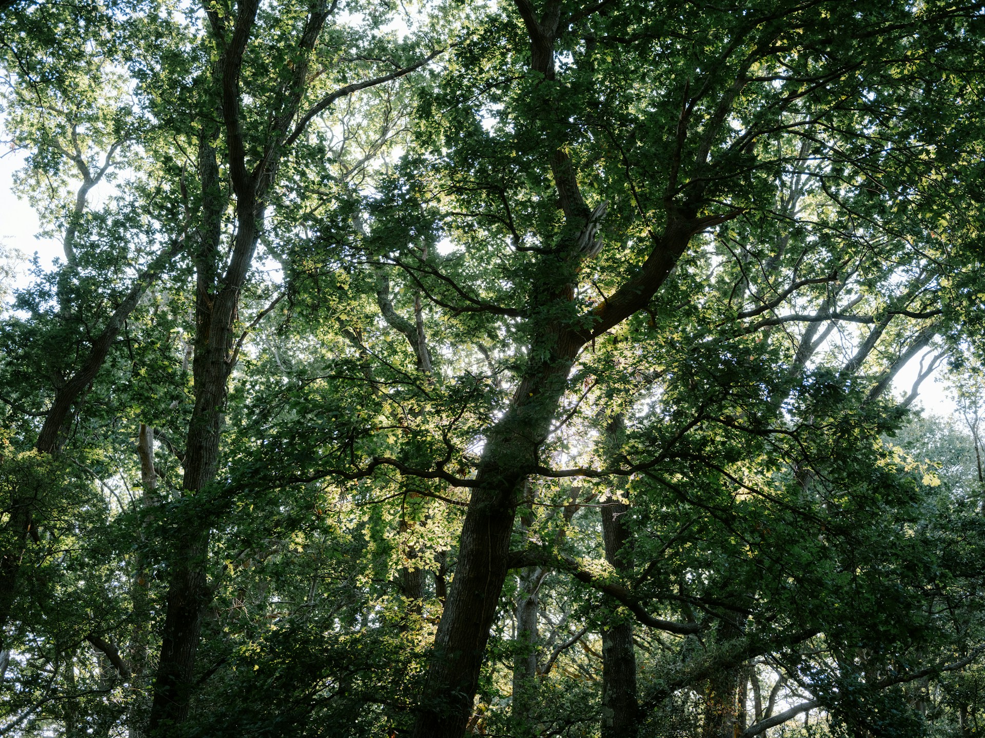 Ash Tree