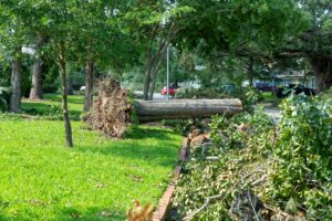 Storm Cleanup