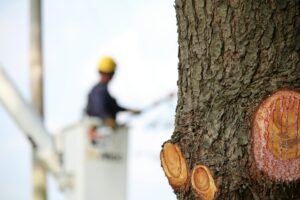 Ash Tree