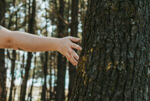 Tree Health